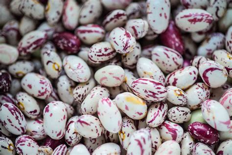 what are borlotti beans similar to